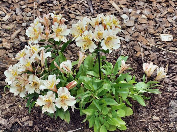 https://lemis.nyc3.digitaloceanspaces.com/grog/Photos/20101226/small/Alstroemeria-2.jpeg