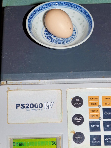 https://lemis.nyc3.digitaloceanspaces.com/grog/Photos/20101227/small/Egg-3.jpeg