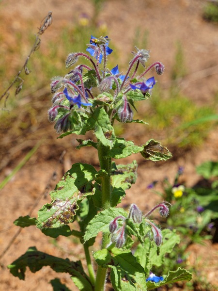 https://lemis.nyc3.digitaloceanspaces.com/grog/Photos/20101228/small/Borage.jpeg
