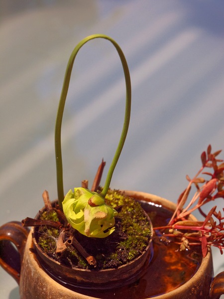https://lemis.nyc3.digitaloceanspaces.com/grog/Photos/20101228/small/Sarracenia.jpeg