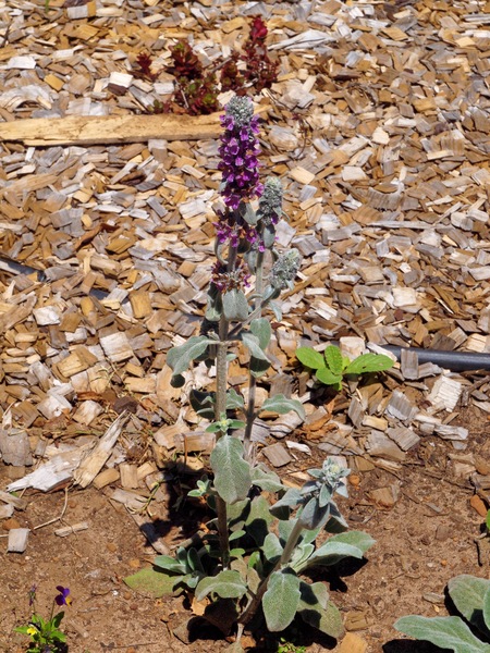 https://lemis.nyc3.digitaloceanspaces.com/grog/Photos/20101228/small/Stachys-byzantina.jpeg
