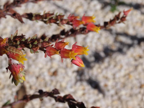 https://lemis.nyc3.digitaloceanspaces.com/grog/Photos/20110130/small/Succulent-flower-5.jpeg