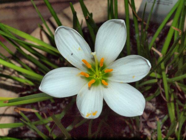 https://lemis.nyc3.digitaloceanspaces.com/grog/Photos/20110130/small/Zephyranthes-3.jpeg