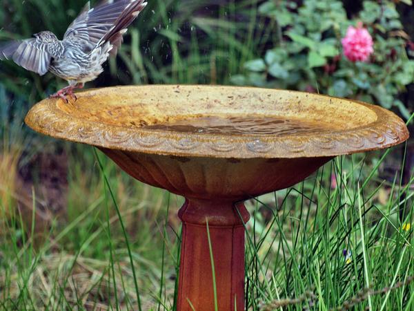 https://lemis.nyc3.digitaloceanspaces.com/grog/Photos/20110308/small/Bird-bath-7.jpeg