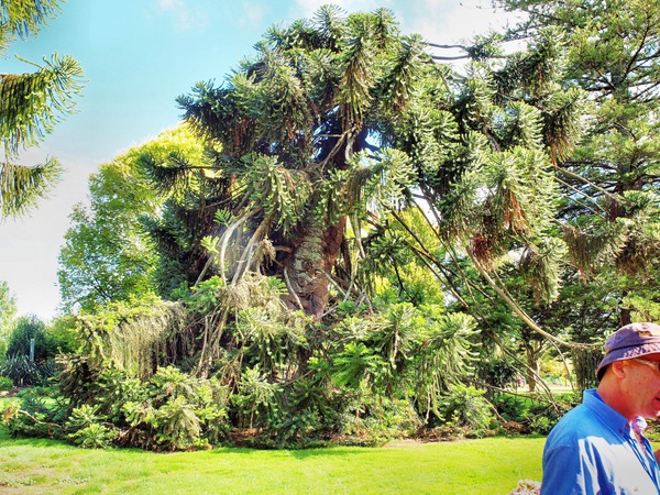 https://lemis.nyc3.digitaloceanspaces.com/grog/Photos/20110312/small/Araucaria-bidwillii.jpeg