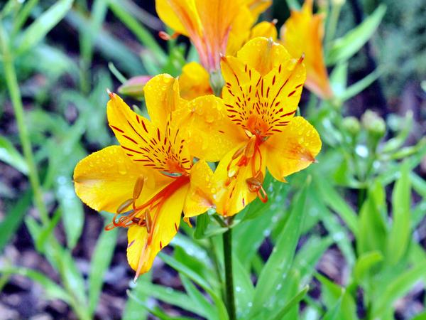 https://lemis.nyc3.digitaloceanspaces.com/grog/Photos/20110327/small/Alstroemeria-3.jpeg