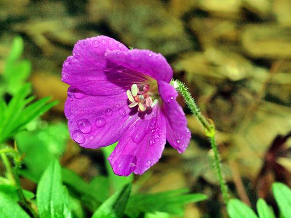 https://lemis.nyc3.digitaloceanspaces.com/grog/Photos/20110327/small/Geranium-2.jpeg