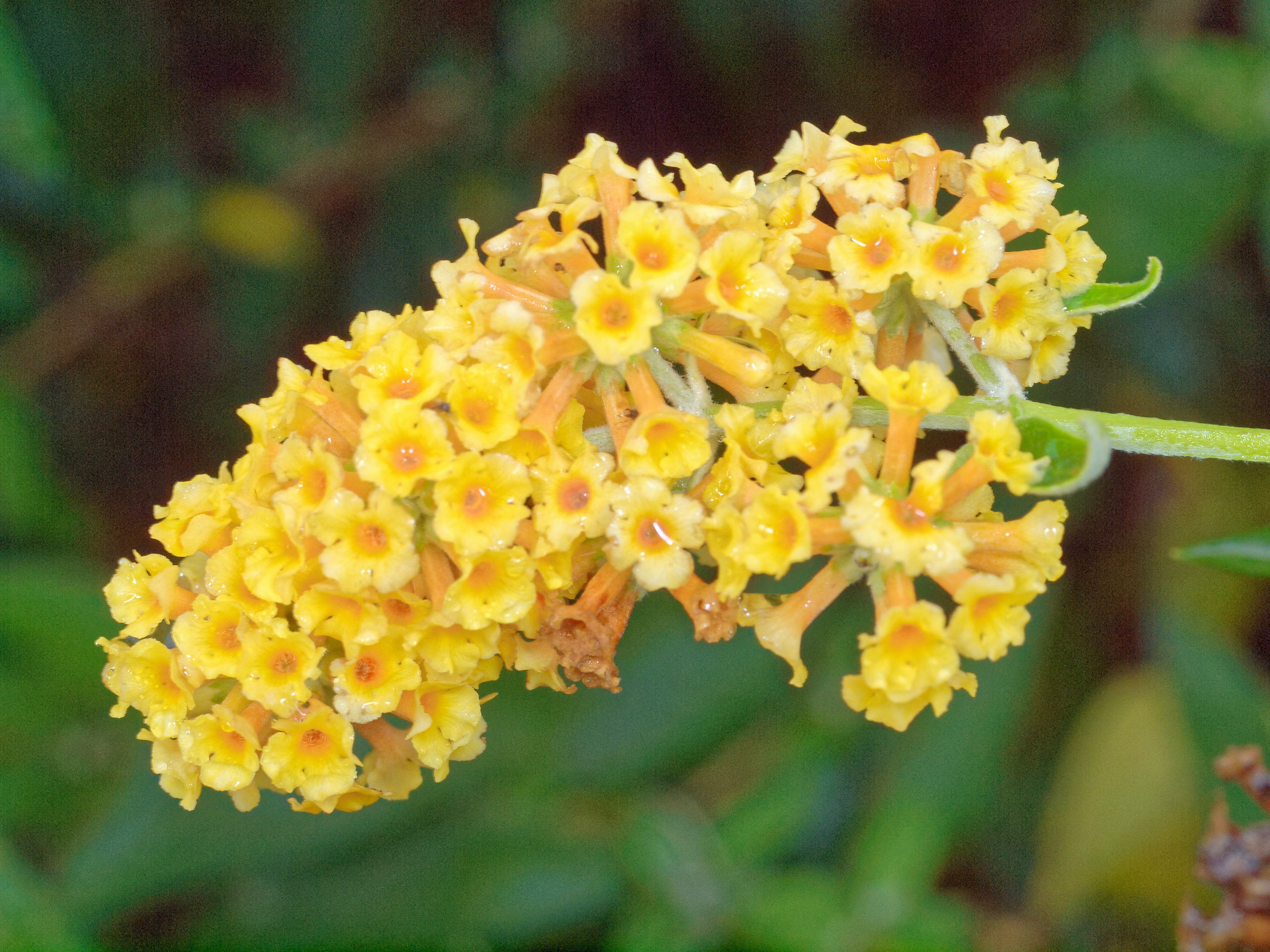 https://lemis.nyc3.digitaloceanspaces.com/grog/Photos/20110528/big/Buddleja-globosa.jpeg