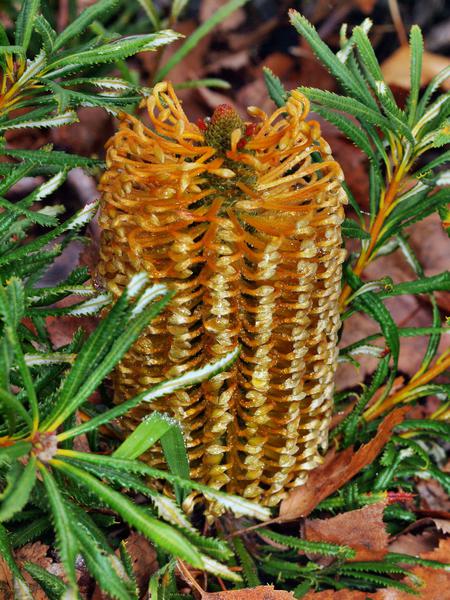 https://lemis.nyc3.digitaloceanspaces.com/grog/Photos/20110528/small/Banksia.jpeg