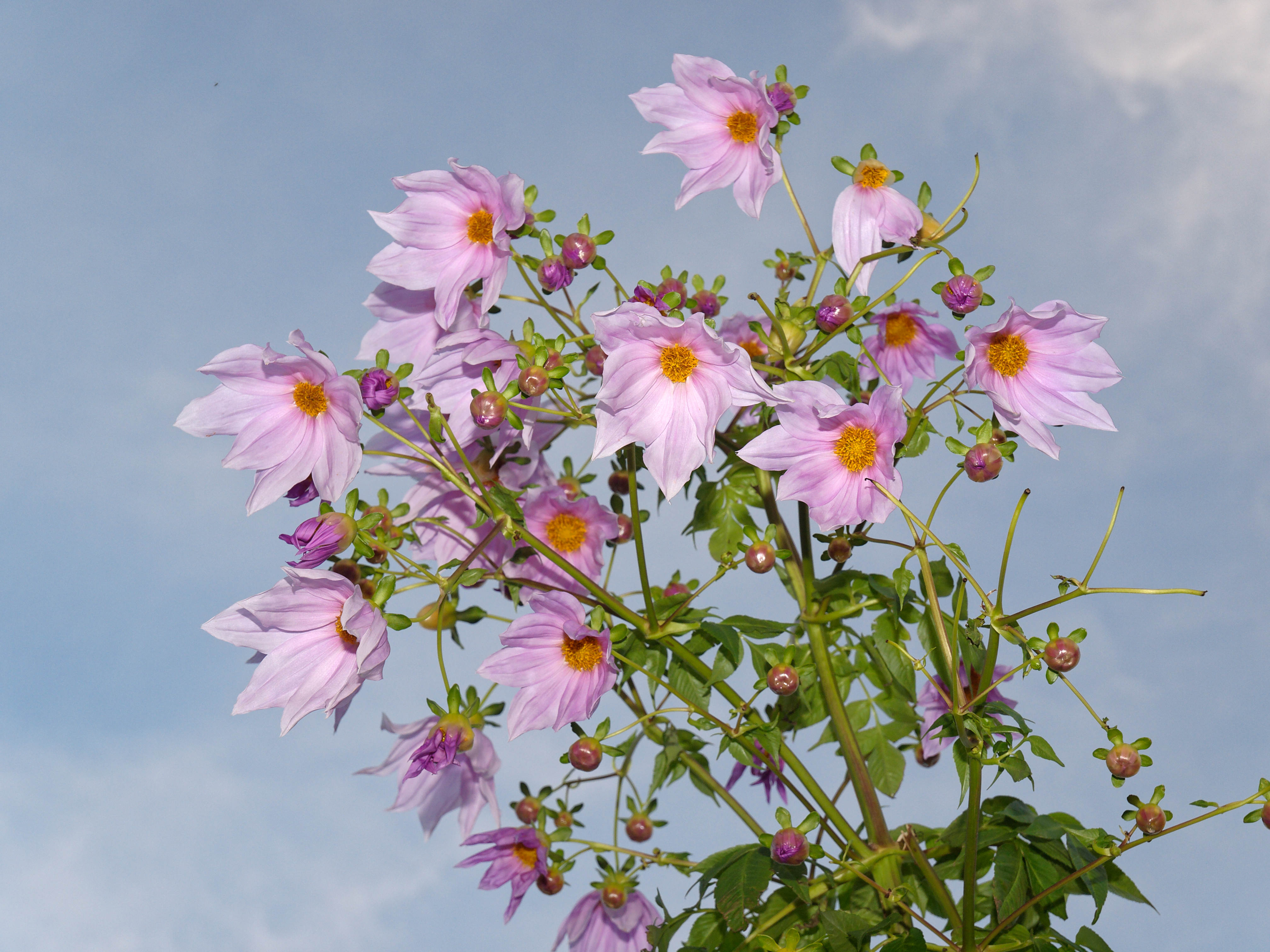 https://lemis.nyc3.digitaloceanspaces.com/grog/Photos/20110601/big/Dahlia-imperialis-1-orig.jpeg