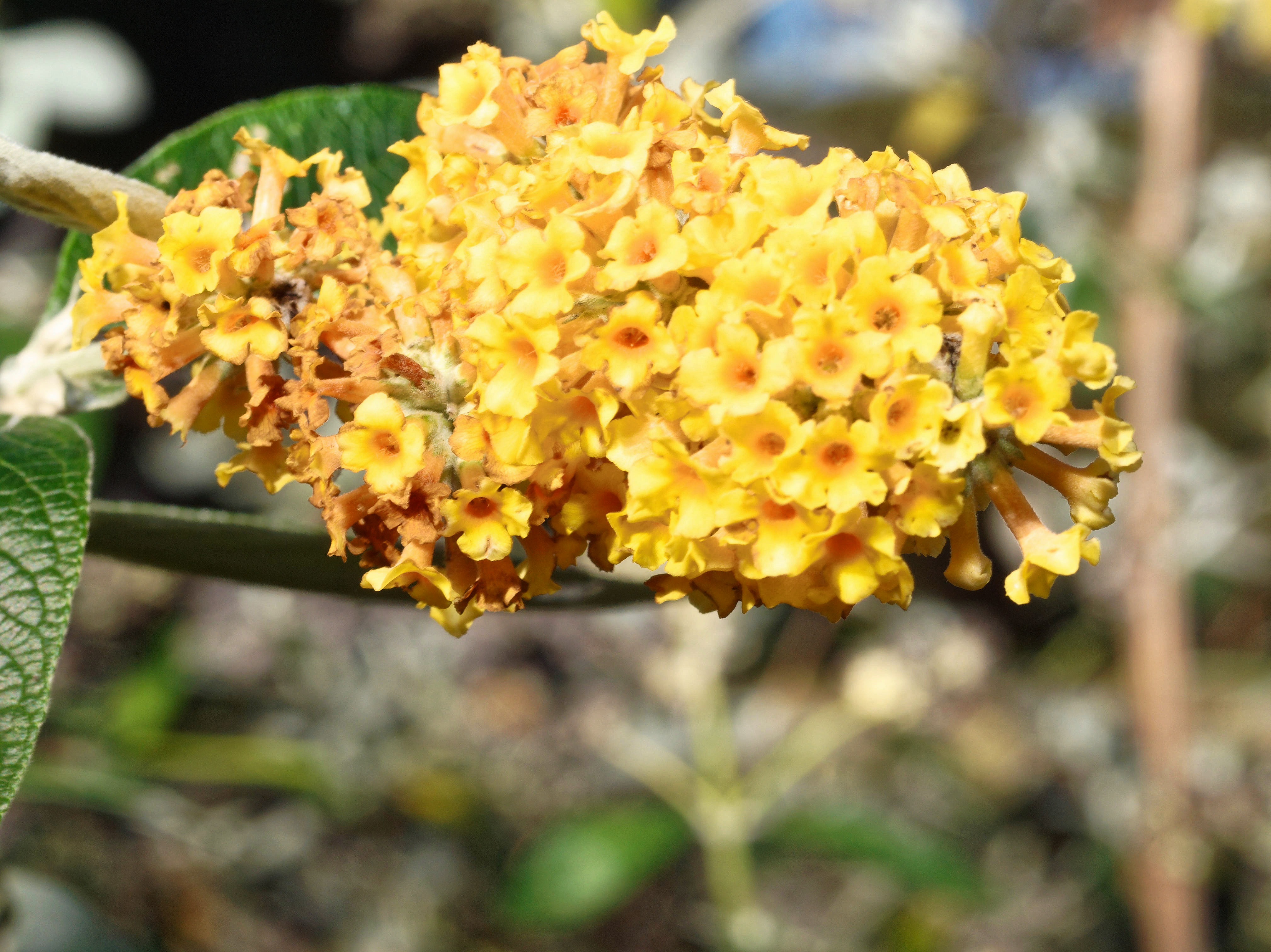 https://lemis.nyc3.digitaloceanspaces.com/grog/Photos/20110626/big/Buddleja-globosa.jpeg