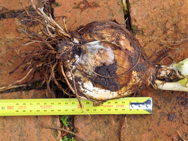 https://lemis.nyc3.digitaloceanspaces.com/grog/Photos/20110703/small/Mystery-bulb-2.jpeg