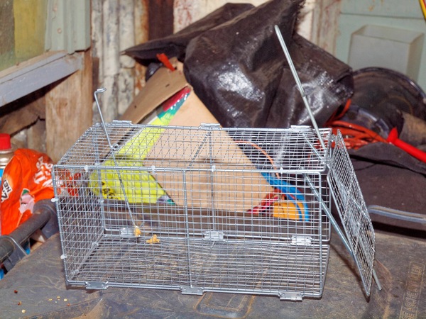 https://lemis.nyc3.digitaloceanspaces.com/grog/Photos/20110703/small/Rat-trap-1.jpeg