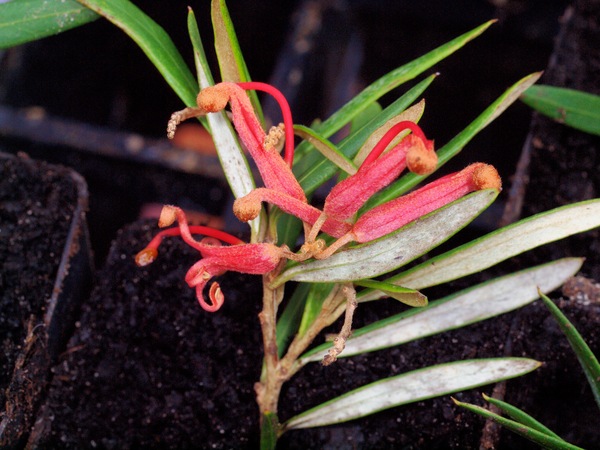 https://lemis.nyc3.digitaloceanspaces.com/grog/Photos/20110704/small/Grevillea-1.jpeg