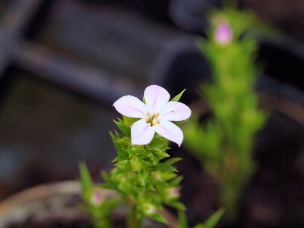 https://lemis.nyc3.digitaloceanspaces.com/grog/Photos/20110704/small/Mystery-flower-1.jpeg