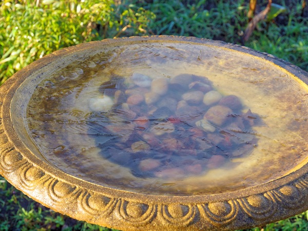 https://lemis.nyc3.digitaloceanspaces.com/grog/Photos/20110716/small/Bird-bath-1.jpeg