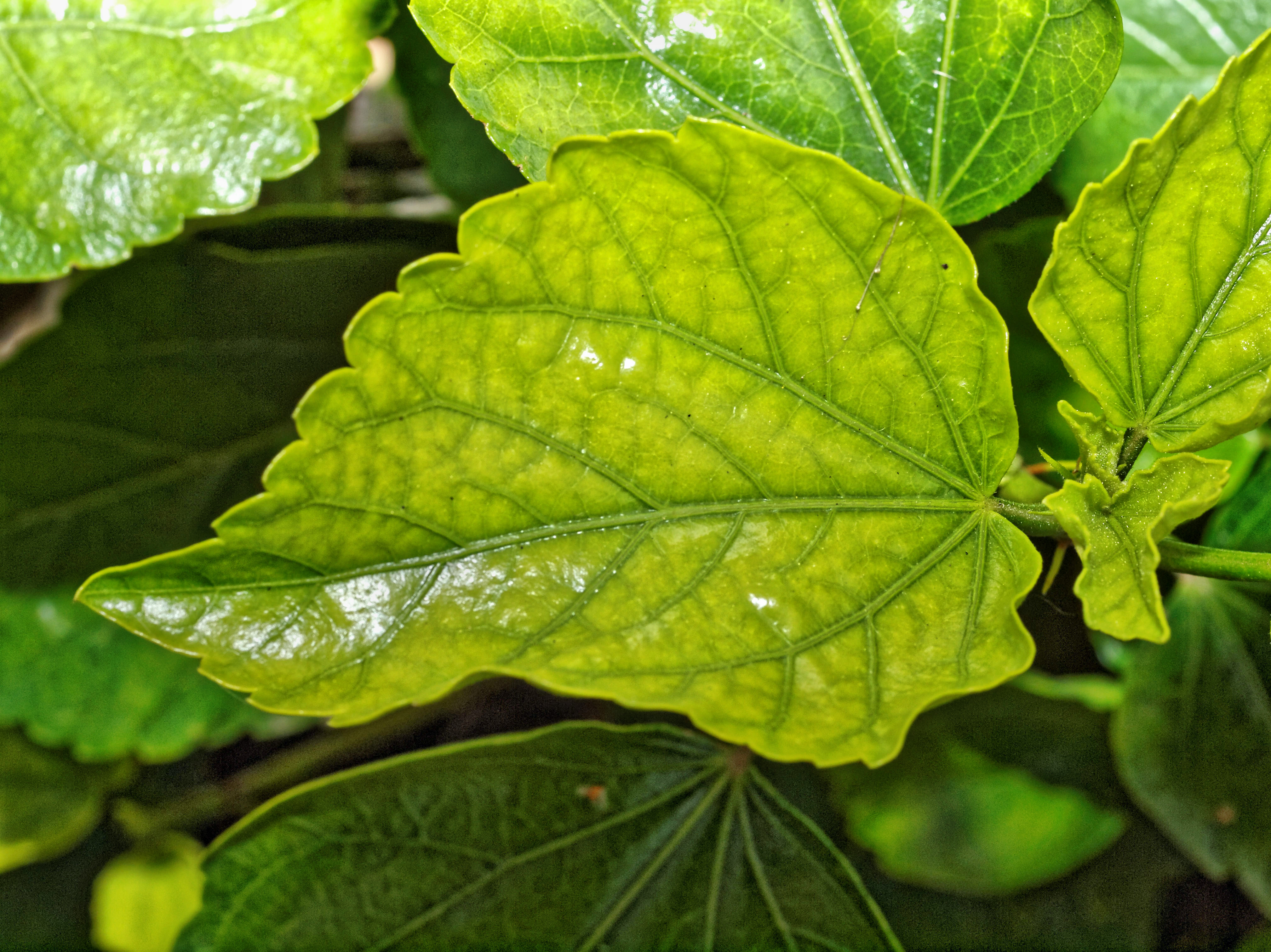 https://lemis.nyc3.digitaloceanspaces.com/grog/Photos/20110717/big/Hibiscus-leaf.jpeg