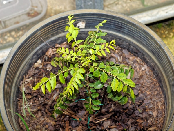 https://lemis.nyc3.digitaloceanspaces.com/grog/Photos/20110717/small/Curry-tree.jpeg