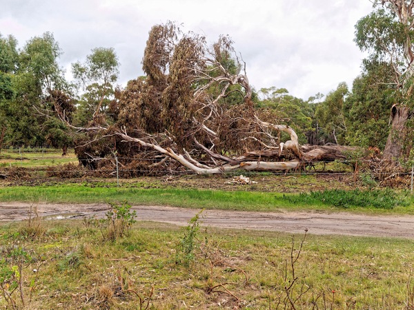 https://lemis.nyc3.digitaloceanspaces.com/grog/Photos/20110717/small/Fallen-tree.jpeg