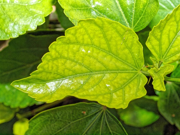 https://lemis.nyc3.digitaloceanspaces.com/grog/Photos/20110717/small/Hibiscus-leaf.jpeg