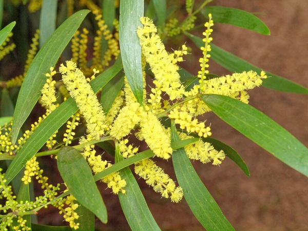https://lemis.nyc3.digitaloceanspaces.com/grog/Photos/20110730/small/Acacia-pycnantha-1.jpeg