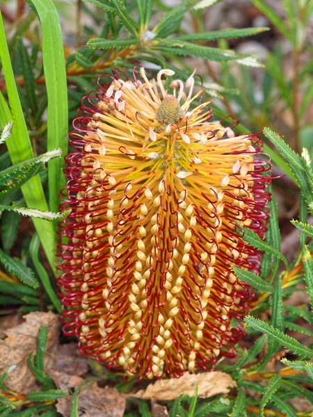 https://lemis.nyc3.digitaloceanspaces.com/grog/Photos/20110730/small/Banksia.jpeg
