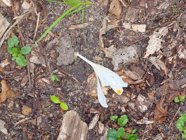 https://lemis.nyc3.digitaloceanspaces.com/grog/Photos/20110730/small/Crocus.jpeg