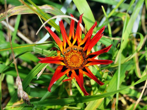 https://lemis.nyc3.digitaloceanspaces.com/grog/Photos/20110731/small/Gazania-2.jpeg