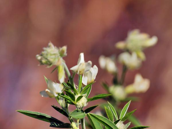 https://lemis.nyc3.digitaloceanspaces.com/grog/Photos/20110731/small/Mystery-plant-1.jpeg