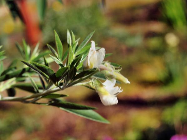 https://lemis.nyc3.digitaloceanspaces.com/grog/Photos/20110731/small/Mystery-plant-2.jpeg