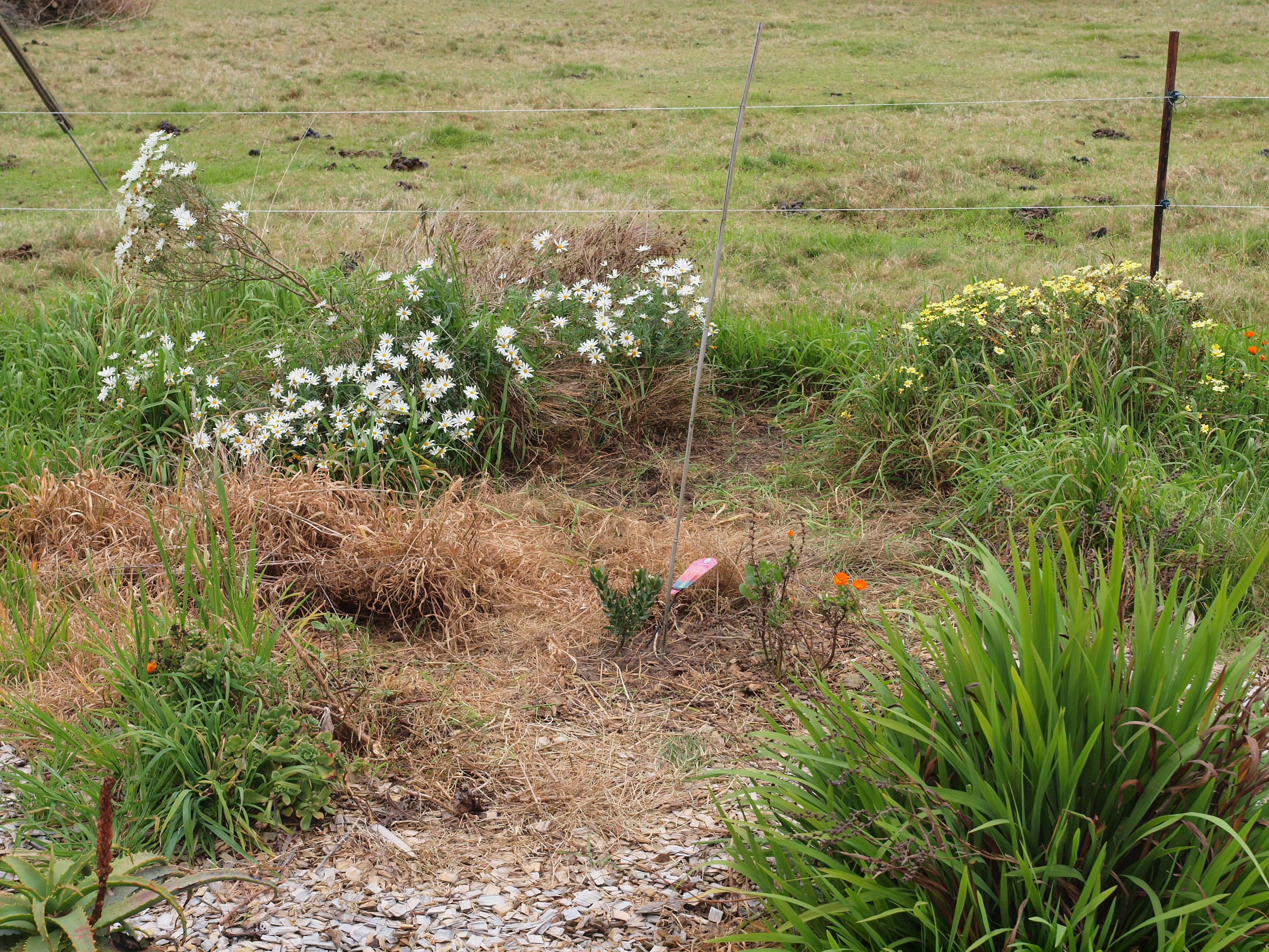 https://lemis.nyc3.digitaloceanspaces.com/grog/Photos/20110923/big/Leucospermum.jpeg