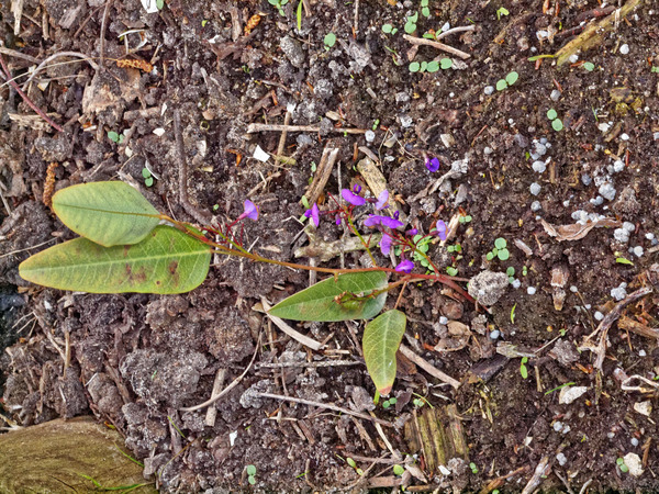 https://lemis.nyc3.digitaloceanspaces.com/grog/Photos/20110925/small/Hardenbergia-2.jpeg