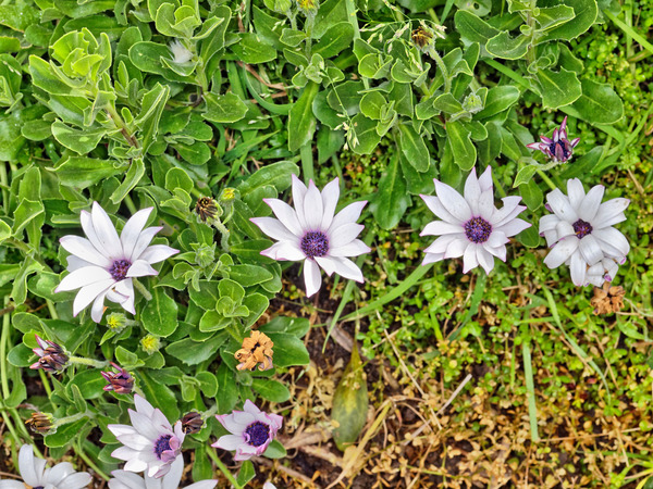 https://lemis.nyc3.digitaloceanspaces.com/grog/Photos/20110925/small/Osteospermum-1.jpeg