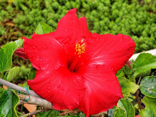 https://lemis.nyc3.digitaloceanspaces.com/grog/Photos/20111127/small/Hibiscus-3.jpeg