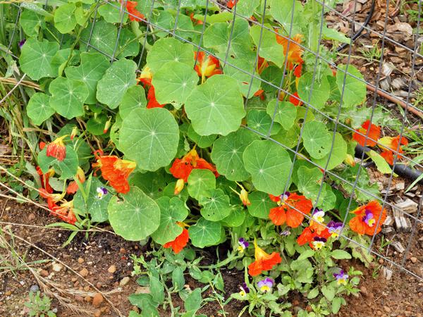 https://lemis.nyc3.digitaloceanspaces.com/grog/Photos/20111127/small/Tropaeolum-2.jpeg