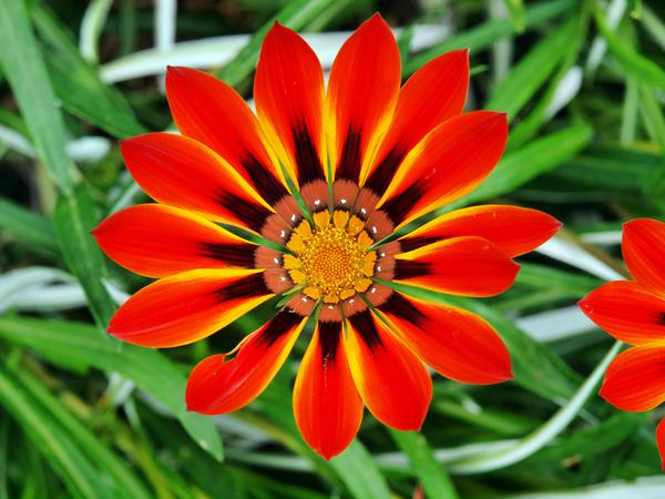 https://lemis.nyc3.digitaloceanspaces.com/grog/Photos/20111128/small/Gazania-3.jpeg