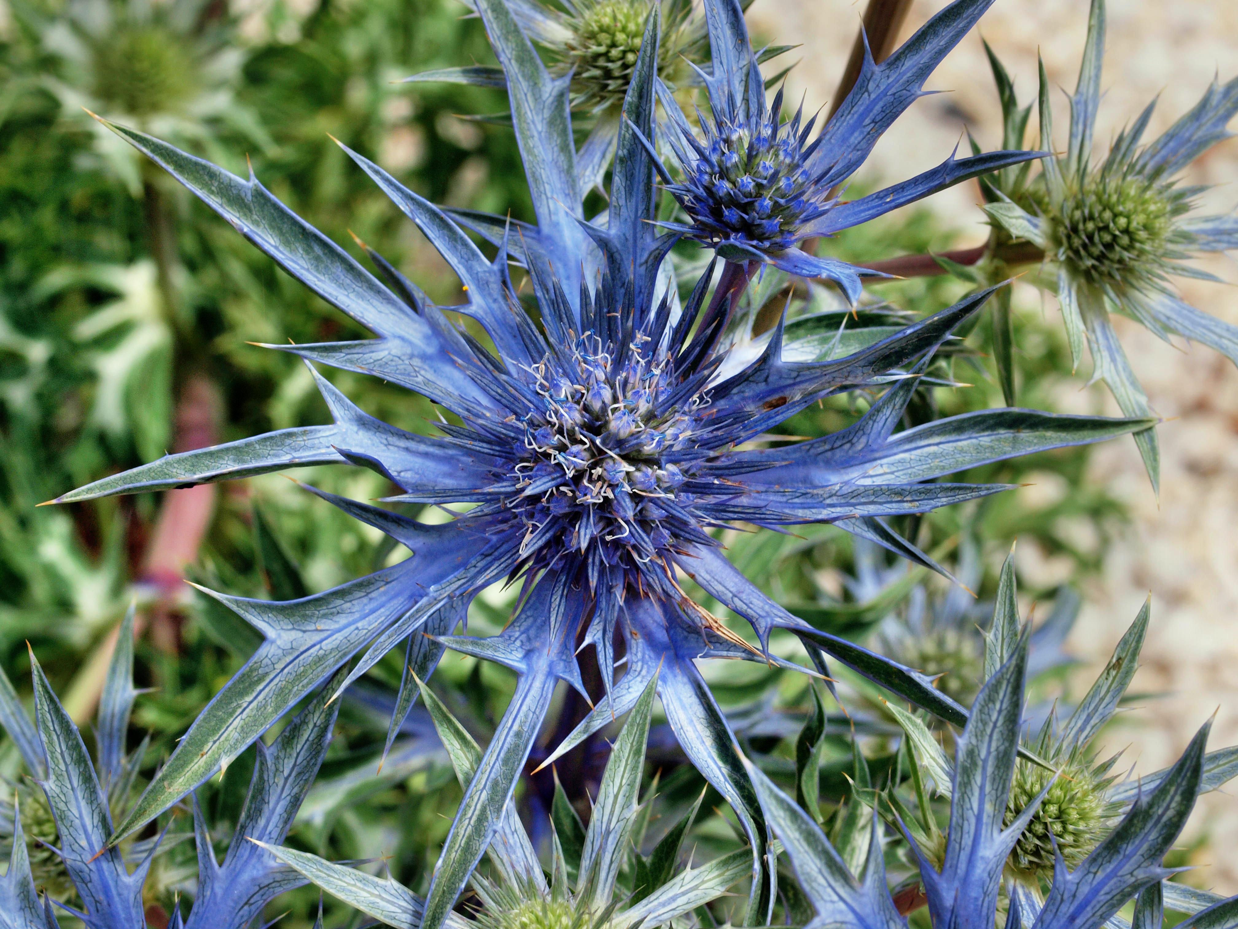 https://lemis.nyc3.digitaloceanspaces.com/grog/Photos/20111212/big/Eryngium-bourgatii-2.jpeg