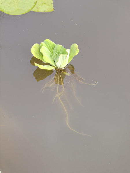 https://lemis.nyc3.digitaloceanspaces.com/grog/Photos/20120216/small/Water-lettuce.jpeg