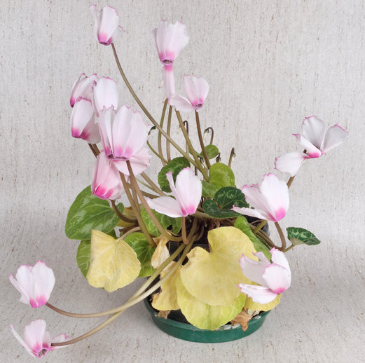 https://lemis.nyc3.digitaloceanspaces.com/grog/Photos/20120217/small/Cyclamen-1.jpeg