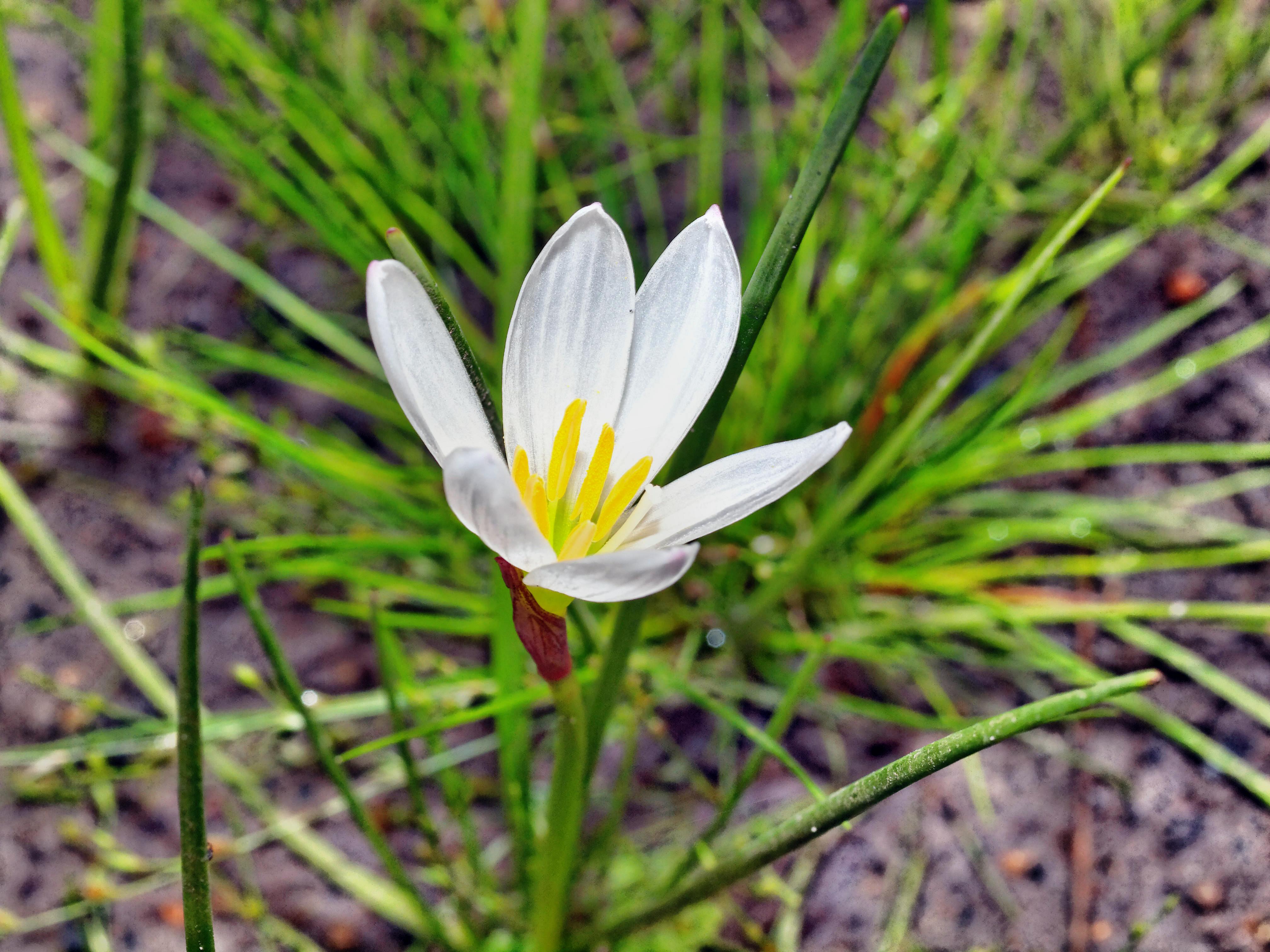 https://lemis.nyc3.digitaloceanspaces.com/grog/Photos/20120219/big/Zephyranthes-2.jpeg