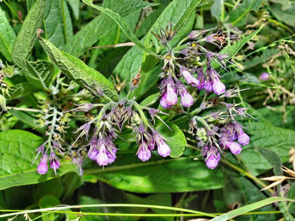 https://lemis.nyc3.digitaloceanspaces.com/grog/Photos/20120219/small/Comfrey.jpeg