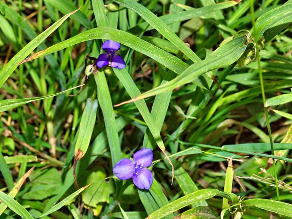 https://lemis.nyc3.digitaloceanspaces.com/grog/Photos/20120219/small/Tradescantia-1.jpeg