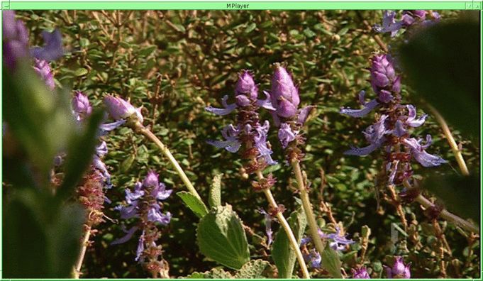 https://lemis.nyc3.digitaloceanspaces.com/grog/Photos/20120401/small/Plectranthus-caninus-2.gif