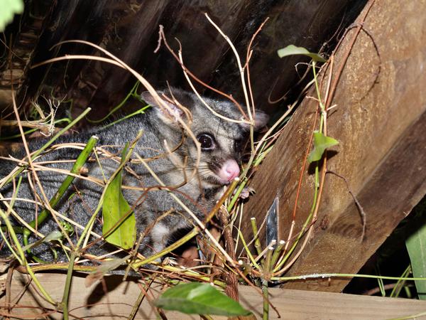 https://lemis.nyc3.digitaloceanspaces.com/grog/Photos/20120401/small/Possum-10.jpeg