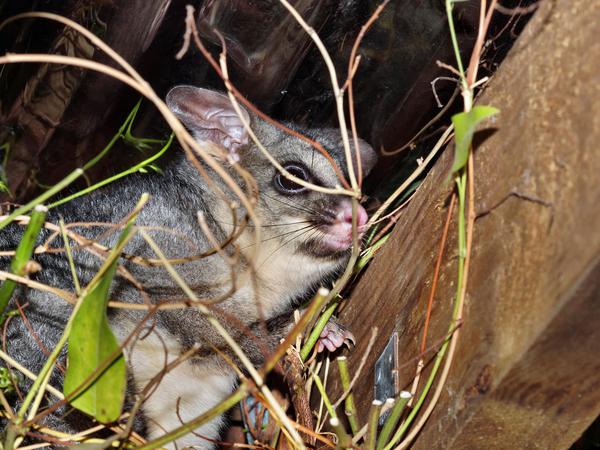 https://lemis.nyc3.digitaloceanspaces.com/grog/Photos/20120401/small/Possum-12.jpeg