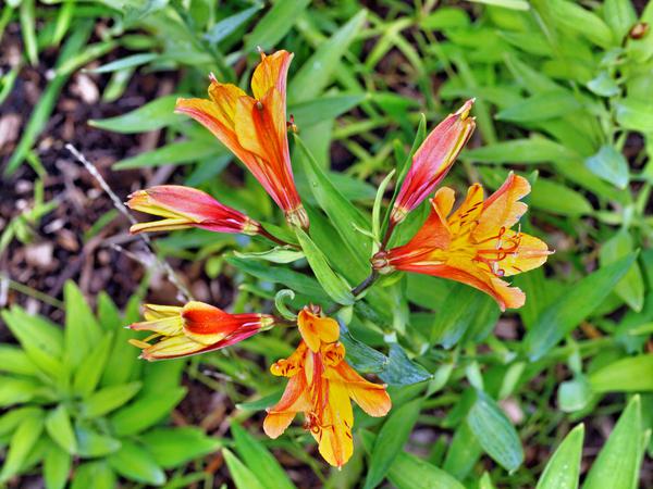 https://lemis.nyc3.digitaloceanspaces.com/grog/Photos/20120514/small/Alstroemeria-1.jpeg