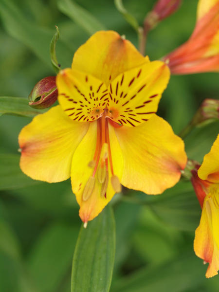 https://lemis.nyc3.digitaloceanspaces.com/grog/Photos/20120514/small/Alstroemeria-2.jpeg