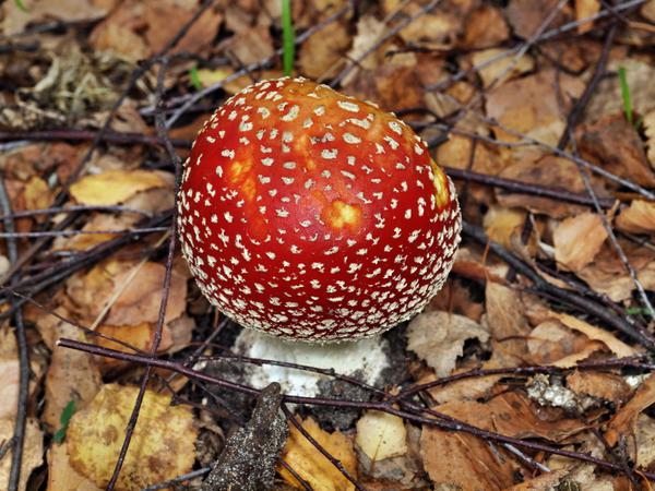 https://lemis.nyc3.digitaloceanspaces.com/grog/Photos/20120514/small/Amanita-muscaria.jpeg