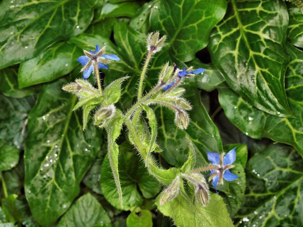 https://lemis.nyc3.digitaloceanspaces.com/grog/Photos/20120514/small/Borage.jpeg