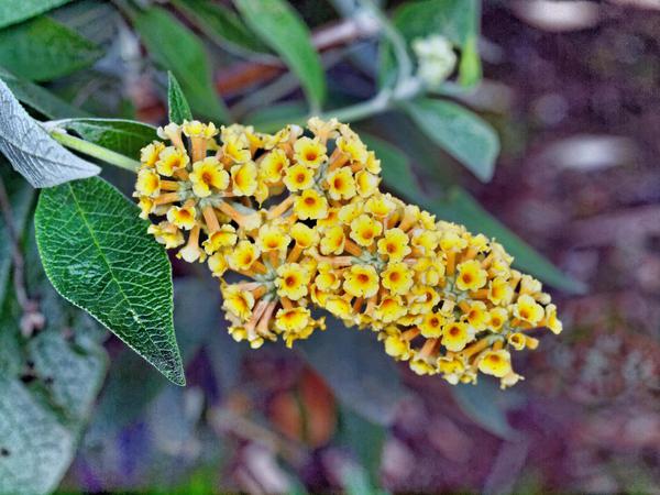 https://lemis.nyc3.digitaloceanspaces.com/grog/Photos/20120514/small/Buddleja-weyeriana.jpeg